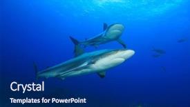  Presentation with sharks - Presentation design enhanced with caribbean reef sharks carcharhinus perezii background and a navy blue colored foreground