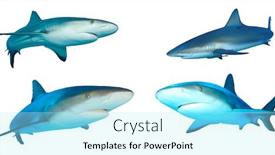  Presentation with sharks - Cool new PPT theme with caribbean reef sharks isolated on white background backdrop and a arctic colored foreground