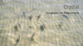 Presentation with fish beach - Beautiful presentation theme featuring caribbean transparent water beach fish school in shallow white sand bottom backdrop and a light gray colored foreground