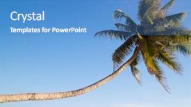  Presentation with sky blue - Audience pleasing slide set consisting of caribean - palm over blue sky backdrop and a  colored foreground