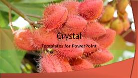  Presentation with rambutan - Beautiful presentation featuring caribean - ripe rambutan nephelium lappaceum fruits backdrop and a  colored foreground