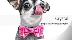  Presentation with tie - Slide deck enhanced with caricature - cute chihuahua with a bow background and a white colored foreground