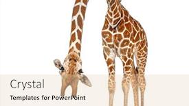  Presentation with funny - PPT layouts having caricature-of-a-funny background and a lemonade colored foreground