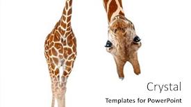  Presentation with effect - Slide deck having caricature-of-a-funny background and a white colored foreground