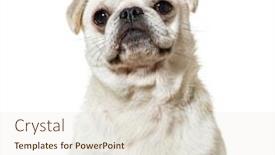  Presentation with camera - Cool new PPT theme with carlin-looking-at-camera-against backdrop and a lemonade colored foreground