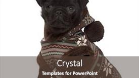  Presentation with puppy - PPT layouts with carlin-puppy-dressed-sitting background and a tawny brown colored foreground