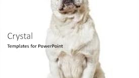  Presentation with background - Slide set featuring carlin-sitting-against-white-background background and a white colored foreground