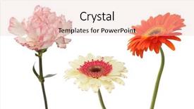  Presentation with soft white flower - Amazing presentation theme having carnation and gerbera flower isolated backdrop and a lemonade colored foreground