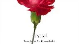  Presentation with focus - Audience pleasing PPT layouts consisting of carnation flower isolated on white background shallow depth of field focus on the center of flower backdrop and a white colored foreground