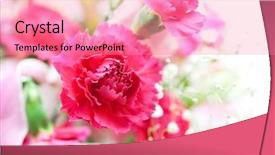  Presentation with mothers day - PPT theme with carnation in a bouquet intentionally background and a coral colored foreground