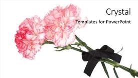  Presentation with black - Slide set enhanced with carnations and black ribbon isolated background and a white colored foreground