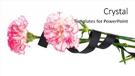  Presentation with black and white checker - Theme enhanced with carnations and black ribbon isolated background and a white colored foreground