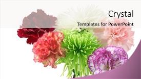  Presentation with spider - Presentation theme with carnations and spider mums flowers isolated on white background and a sky blue colored foreground