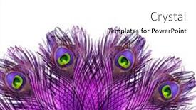  Presentation with peacock - 