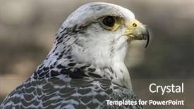  Presentation with peregrine falcon - Audience pleasing PPT layouts consisting of carnivore beautiful white falcon backdrop and a dark gray colored foreground