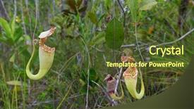 Presentation with sarawak - Slides enhanced with carnivorous pitcher plant nepenthes albomarginata background and a tawny brown colored foreground