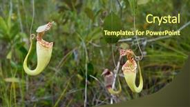  Presentation with sarawak - Beautiful PPT layouts featuring carnivorous pitcher plant nepenthes albomarginata backdrop and a tawny brown colored foreground