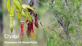  Presentation with sarawak - Colorful theme enhanced with carnivorous pitcher plant nepenthes gracilis backdrop and a mint green colored foreground