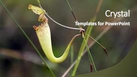  Presentation with sarawak - Colorful PPT layouts enhanced with carnivorous pitcher plant nepenthes rafflesiana backdrop and a tawny brown colored foreground