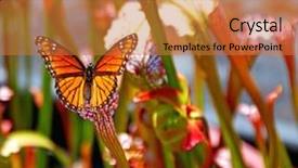  Presentation with plant okra - Beautiful slide deck featuring carnivorous plants - butterfly in pitcher plant stand backdrop and a coral colored foreground