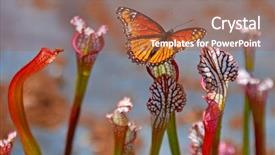  Presentation with butterfly - Slide set consisting of carnivorous plants - butterfly on pitcher plant background and a coral colored foreground