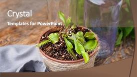  Presentation with composition of earth - Slide set enhanced with carnivorous plants - composition with dionaea muscipula background and a coral colored foreground