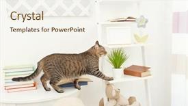  Presentation with poster on white wall above - Presentation theme having carnivorous plants - curious tabby cat reaching stand background and a sky blue colored foreground