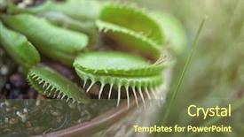  Presentation with biodegradable pot - Audience pleasing PPT theme consisting of carnivorous plants - dionaea muscipula in pot closeup backdrop and a tawny brown colored foreground