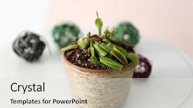  Presentation with plants - Theme enhanced with carnivorous plants - dionaea muscipula in pot background and a light gray colored foreground
