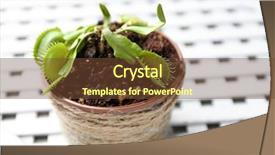  Presentation with sports table tennis two ping - Beautiful theme featuring carnivorous plants - dionaea muscipula in pot backdrop and a tawny brown colored foreground