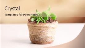  Presentation with blurred plants - PPT theme with carnivorous plants - dionaea muscipula in pot background and a lemonade colored foreground