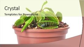  Presentation with fly - PPT layouts with carnivorous plants - dionaea muscipula with fly background and a blonde colored foreground