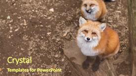  Presentation with fox - Presentation theme having carnivorous plants - fox looking up background and a  colored foreground