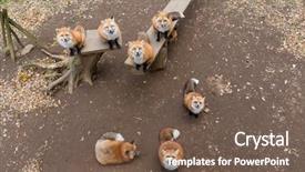  Presentation with looking for their - Presentation design enhanced with carnivorous plants - fox looking up background and a violet colored foreground