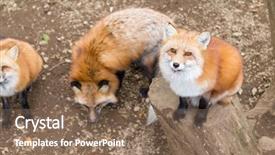  Presentation with fox hunting - Cool new slide deck with carnivorous plants - fox backdrop and a violet colored foreground