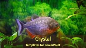  Presentation with freshwater aquarium - Presentation design consisting of carnivorous plants - freshwater piranha fish in aquarium background and a tawny brown colored foreground