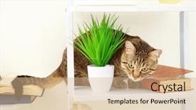  Presentation with plant - Beautiful presentation theme featuring carnivorous plants - grey tabby cat book backdrop and a coral colored foreground