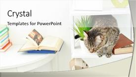  Presentation with mineral processing plant - Slide deck featuring carnivorous plants - grey tabby cat book background and a white colored foreground