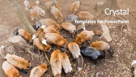  Presentation with fox - Cool new PPT theme with carnivorous plants - group of fox eating food backdrop and a coral colored foreground