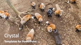  Presentation with food poison - Cool new PPT layouts with carnivorous plants - group of fox looking up backdrop and a coral colored foreground