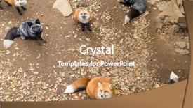  Presentation with fox - Cool new presentation theme with carnivorous plants - group of fox looking backdrop and a coral colored foreground