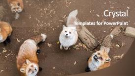  Presentation with fox - PPT layouts enhanced with carnivorous plants - group of fox together background and a violet colored foreground