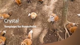  Presentation with get together - PPT layouts consisting of carnivorous plants - group of fox together background and a coral colored foreground