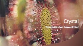  Presentation with natural - Slides featuring carnivorous plants - natural beauties of our planet background and a coral colored foreground