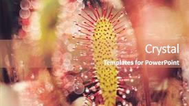  Presentation with plants - Colorful PPT theme enhanced with carnivorous plants - nature photography backdrop and a coral colored foreground