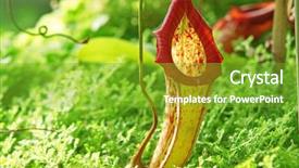  Presentation with tropical - Colorful PPT theme enhanced with carnivorous plants - nepenthe tropical carnivore plant backdrop and a shamrock green colored foreground