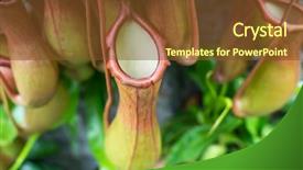  Presentation with funny - Slide deck featuring carnivorous plants - nepenthes exotic funny thermophilic background and a tawny brown colored foreground
