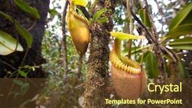  Presentation with sabah - Beautiful slide deck featuring carnivorous plants - nepenthes villosa also known backdrop and a tawny brown colored foreground