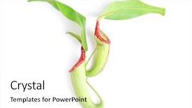  Presentation with tropical - Colorful PPT theme enhanced with carnivorous plants - pitchers of tropical plant nepenthes backdrop and a white colored foreground