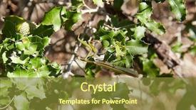  Presentation with green leaves - Beautiful PPT layouts featuring carnivorous plants - praying mantis insect on green backdrop and a tawny brown colored foreground